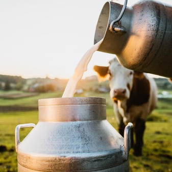 Pouring fresh milk in front of a cow