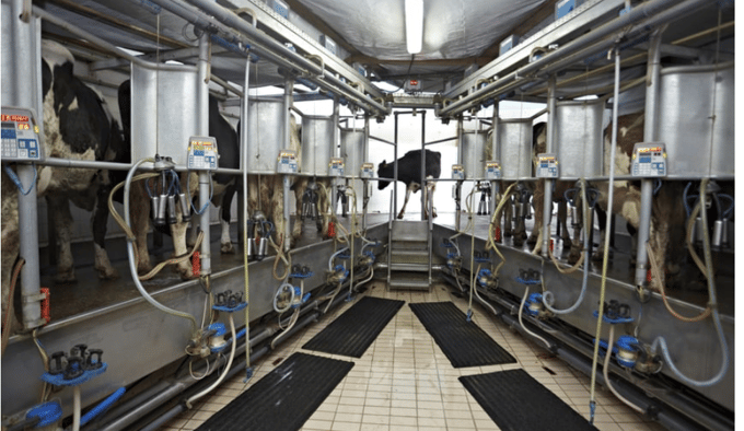 automatic milking system AMS industry cow farm